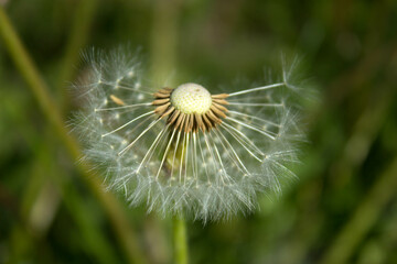 Dandelion flower on the field. Beautiful landscape. background. Texture.