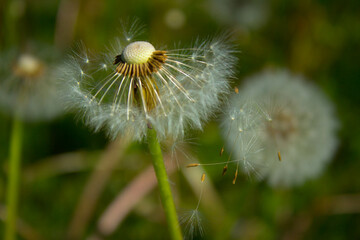 Dandelion flower on the field. Beautiful landscape. background. Texture.