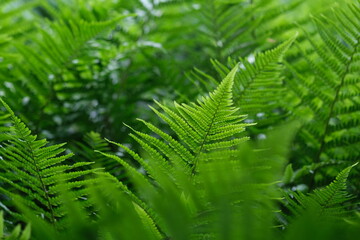 Defocused nature background green color, selective focus. Light Green fern leave in the forest. Leaves texture, natural background.