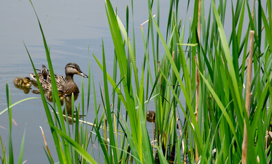 duck  with baby ducklings in the grass