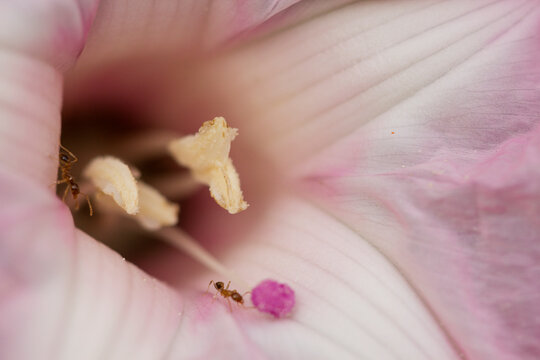 Flor Macro Estigma Rosa