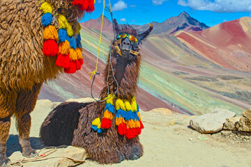 Grappige Alpaca, Lama pacos, dichtbij de Vinicunca-berg, beroemde bestemming in de Andes, Peru