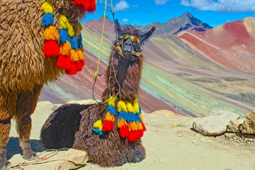 Photo sur Plexiglas Vinicunca Alpaga drôle, Lama pacos, près de la montagne Vinicunca, célèbre destination des Andes, Pérou