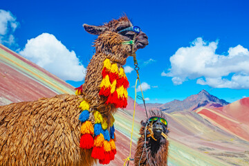 Lustiges Alpaka, Lama Pacos, in der Nähe des Berges Vinicunca, berühmtes Reiseziel in den Anden, Peru