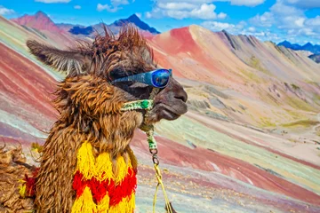 Plaid mouton avec motif Vinicunca Alpaga drôle, Lama pacos, près de la montagne Vinicunca, célèbre destination des Andes, Pérou