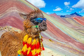 Papier Peint photo Vinicunca Alpaga drôle, Lama pacos, près de la montagne Vinicunca, célèbre destination des Andes, Pérou