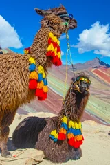Keuken foto achterwand Vinicunca Grappige Alpaca, Lama pacos, dichtbij de Vinicunca-berg, beroemde bestemming in de Andes, Peru