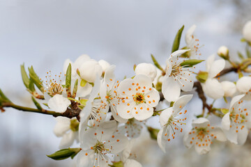 Obraz premium Branch of beautiful blossoming plum tree outdoors, closeup. Spring season
