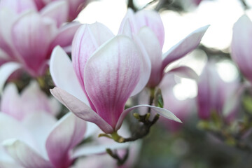 Magnolia tree with beautiful flowers outdoors, closeup. Awesome spring blossoms