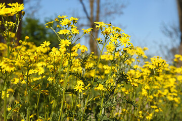 Obraz premium Beautiful yellow wildflowers growing in meadow on sunny day