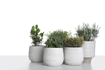 Pots with thyme, bay, sage and rosemary on white background