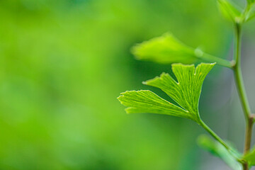 Ginkgo biloba plant in summer green garden.Alternative medicine and homeopathy.Green natural...