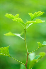Fototapeta na wymiar Ginkgo biloba leaf on green blurred background.Ginkgo biloba plant in summer garden.Alternative medicine and homeopathy.Green natural pharmacy.Ginko green close-up. medicinal plants