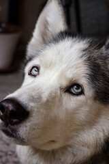 siberian husky dog, older dog