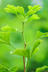 Ginkgo biloba leaf on green blurred background.Ginkgo biloba plant in summer green garden.Alternative medicine .Green natural pharmacy.Ginko green close-up. medicinal plants
