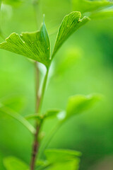 Fototapeta premium Ginkgo biloba leaf on green blurred background.Ginkgo biloba plant in summer green garden.Alternative medicine and homeopathy.Green natural pharmacy.