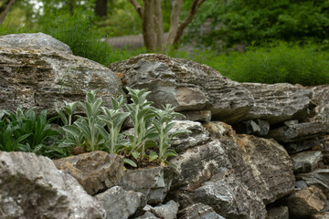 Rock Garden on a Cloudy Day with Lambs Ear 