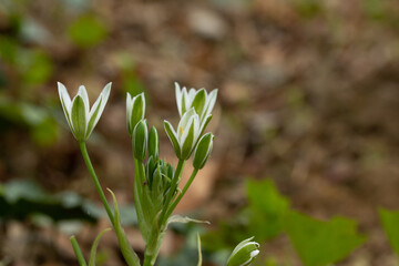 Close up of Small White Blooms with Brown Background