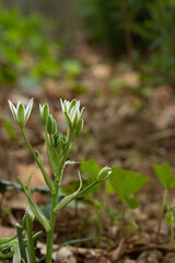 Small Plant with White Blooms with Brown Background