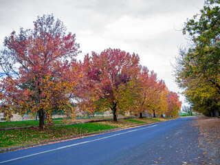 Beechworth Autumn