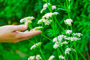 White flowers of Valerian officinalis . Women's hands collect blooming valerian. Hand touches valerian flowers in the summer garden .Healing herbs - obrazy, fototapety, plakaty