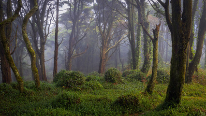 A woodland scene with fog in Sintra mountain forest, Portugal