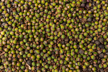 close up of green beans