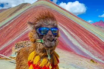 Photo sur Plexiglas Vinicunca Funny Alpaca, Lama pacos, near the Vinicunca mountain, famous destination in Andes, Peru