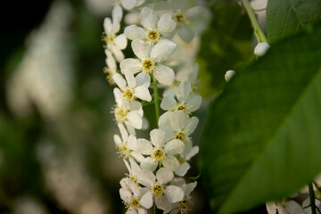 white magnolia flower