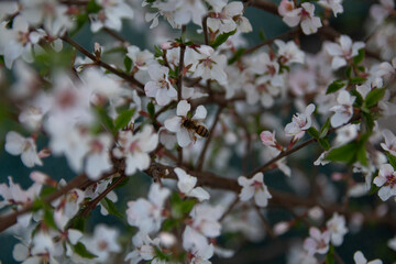 cherry blossom in spring