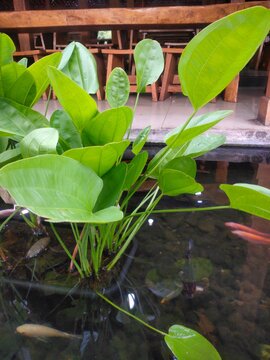 Echinodorus marble queen is a variant of Echinodorus cordifolius, Creeping Burhead or "Radican Sword".  The leaves are oval, oval with a heart-shaped base