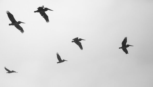 Silhouetted pelicans flying against a grey, cloudy sky