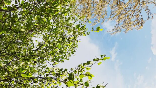 Vertical footage of branches of trees in clear sunny weather against the background of a blue sky
