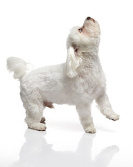 Maltese Terrier Dog