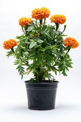 Isolated traditional mexican orange flowers also known as cempasuchil, these are frequently used in the traditional festival of the Day of the Dead in November.