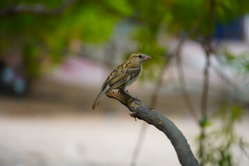 Sparrow sitting on the branch of a tree