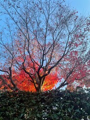 燃えるような紅葉