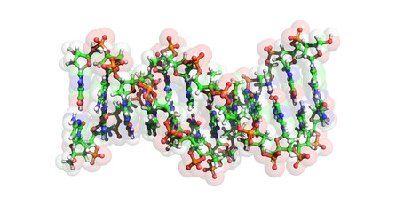 DNA (B-DNA) molecule, 3D	