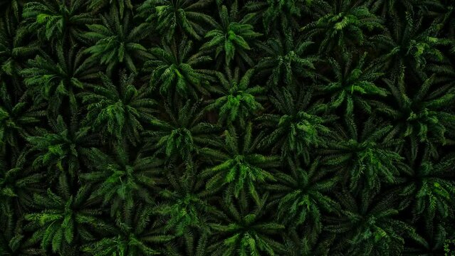 Aerial view Top-view Palm Oil Tree Plantation from above. Aerial HD birds eye view. Krabi, Thailand.