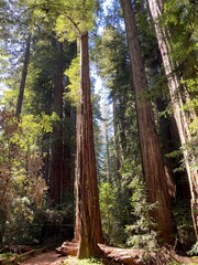 Morning Light Shining on Redwood Trees