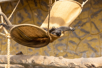 Monkey sleep in the hamaca