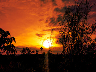 golden sunset with grass and bush