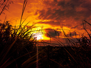 golden sunset with grass and bush