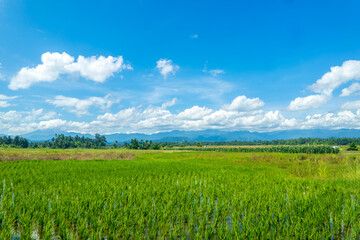 green field and blue sky