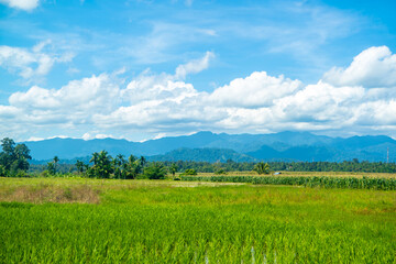 green field and blue sky