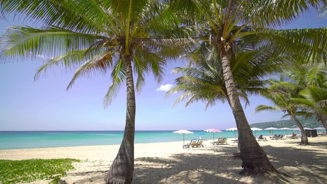 Low angle view Up camera under coconut tree Shot on gimbals high quality smooth movement 