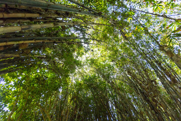 bamboo forest background