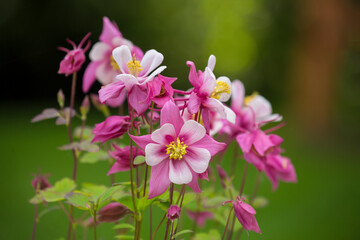 Fototapeta na wymiar Beautiful, pink columbine in springtime 