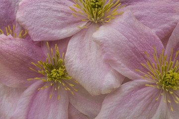 Closeup of pastel pink blossoms of Clematis montana 'Rubens,' a deciduous climbing plant
