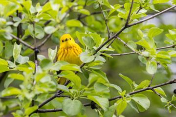  yellow warbler (Setophaga petechia) in spring
